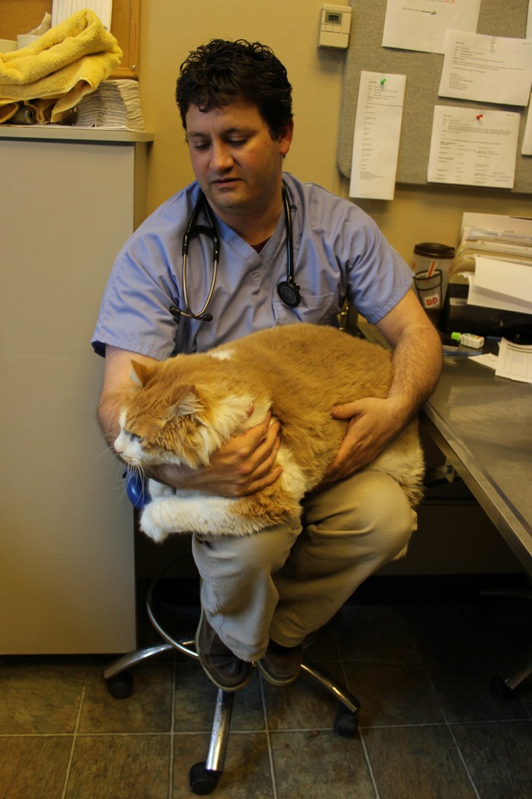 Garfield is so big that he feels uncomfortable being picked up.